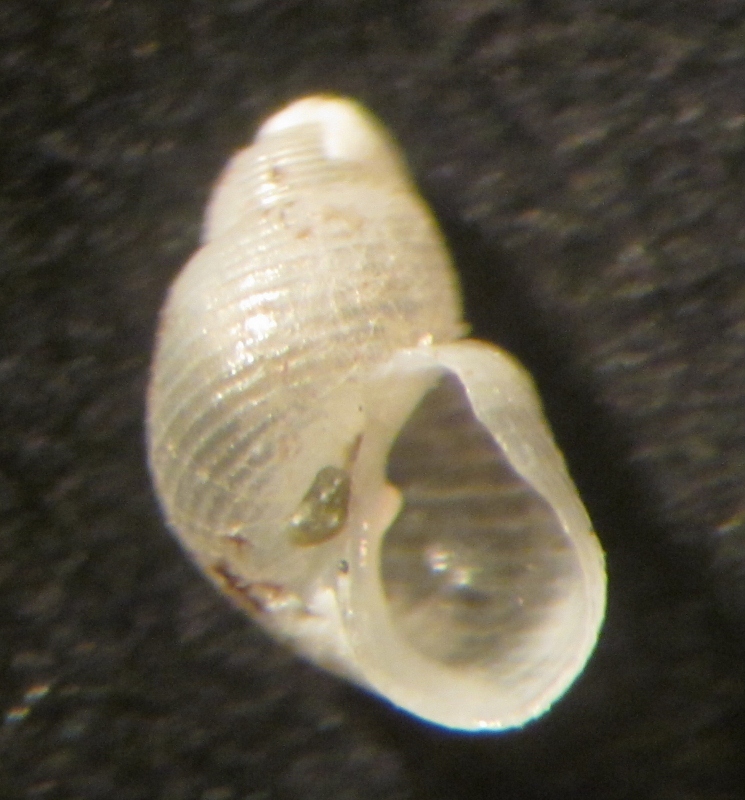 Noemiamea dolioliformis